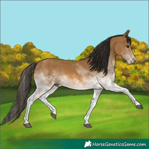 Horse Color:Gray White Spotted Buckskin 