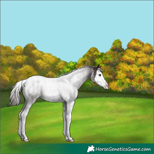 Horse Color:Powder White Liver Chestnut Splash 