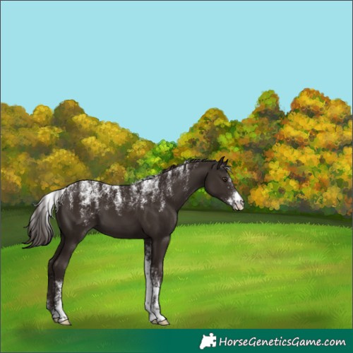 Horse Color:Powder White Liver Chestnut 