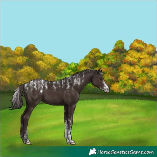 Horse Color:Powder White Liver Chestnut 
