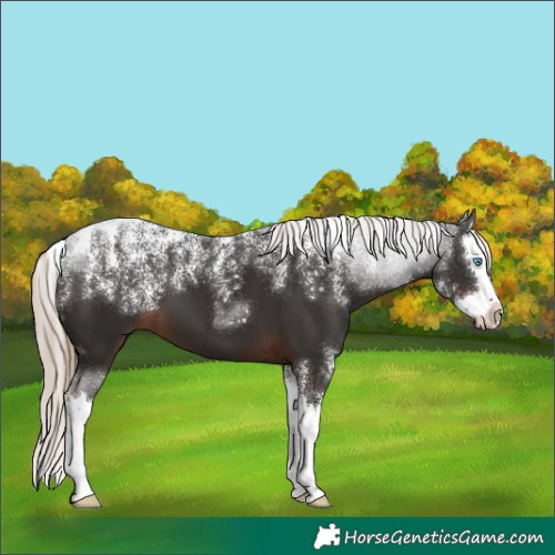 Horse Color:Powder White Liver Chestnut Splash 