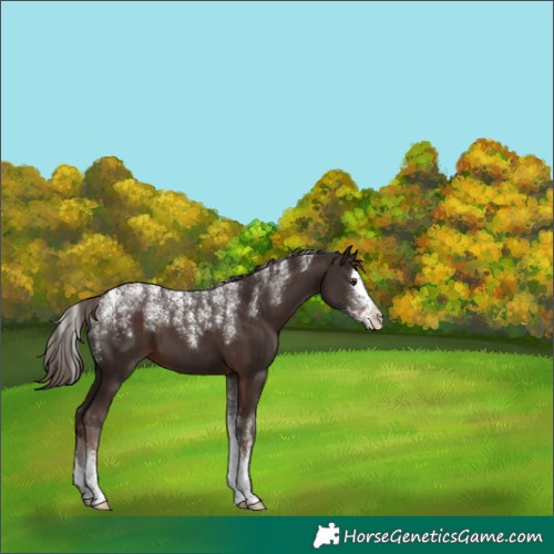 Horse Color:Powder White Liver Chestnut Splash 