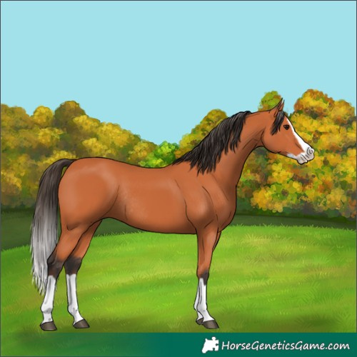 Horse Color:Bay Splash Rabicano 
