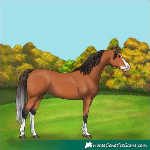 Horse Color:Bay Splash 