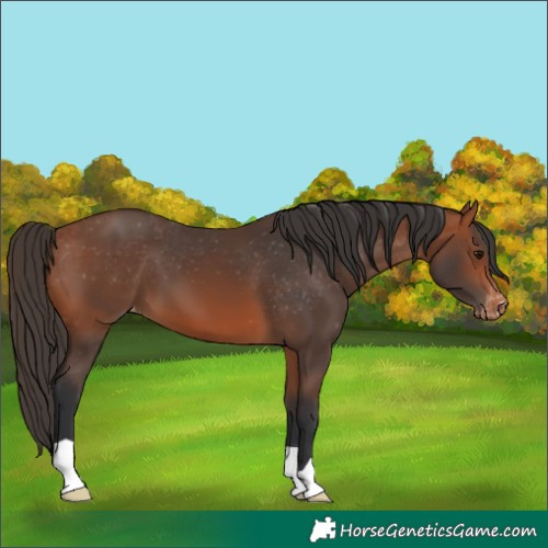 Horse Color:Bay Appaloosa 