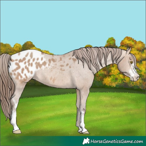 Horse Color:Amber Champagne Sabino Appaloosa Rabicano 