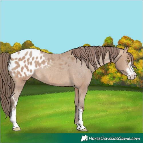 Horse Color:Amber Champagne Sabino Appaloosa Rabicano