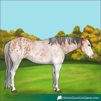 Horse Color:White Spotted Bay Splash and White Spotted Bay Splash