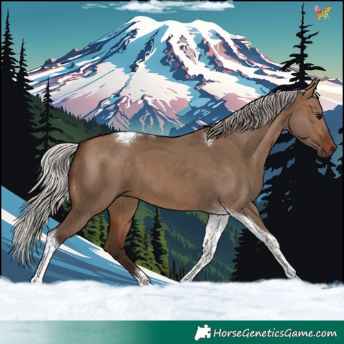 Horse Color:Silver Brown Dun Tobiano 