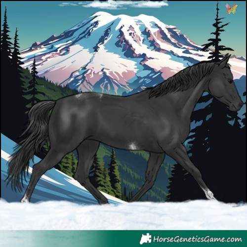 Horse Color:Black Tobiano 