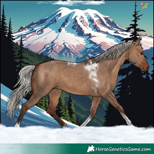 Horse Color:Silver Brown Dun Tobiano 