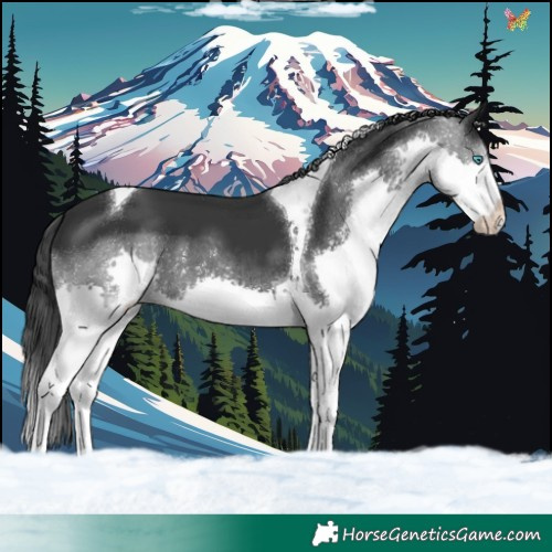 Horse Color:Black Splash Tobiano