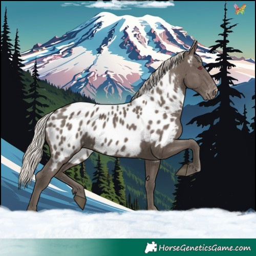 Horse Color:Silver Black Appaloosa