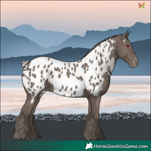 Horse Color:Silver Black Near Leopard 