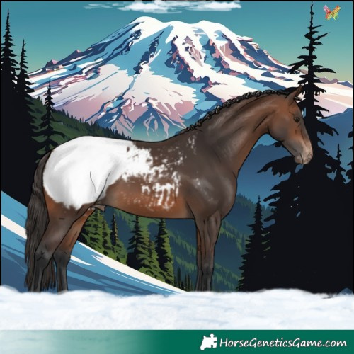 Horse Color:Brown Appaloosa 