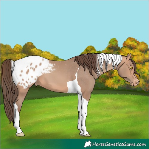 Horse Color:Amber Champagne Tobiano Blanket 