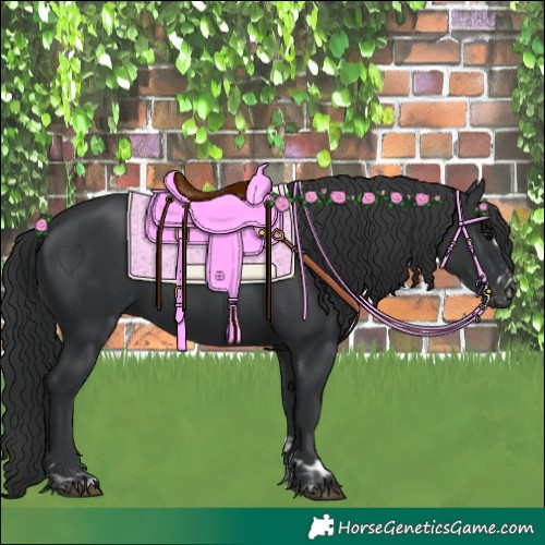 Horse Color:Black and Black
