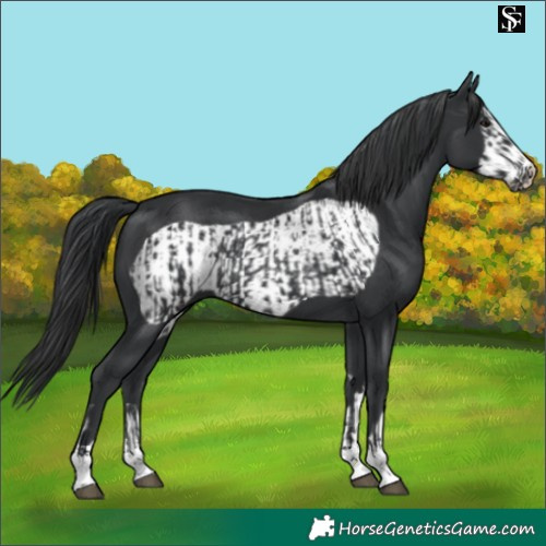 Horse Color:Black  and Black Frame 