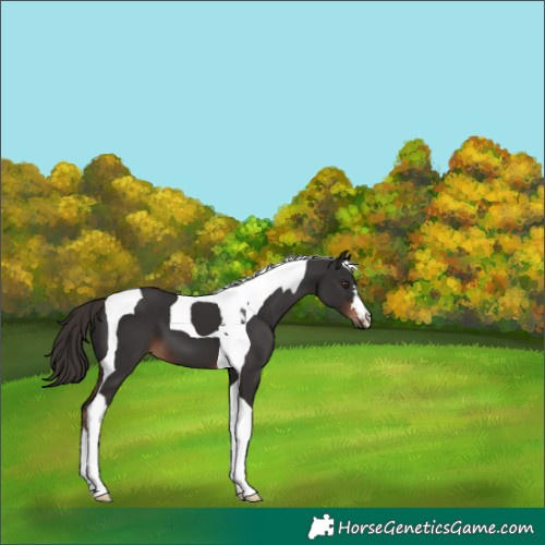 Horse Color:Liver Chestnut Tobiano 