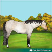 Horse Color:Gray Buckskin Roan Dun