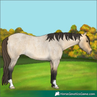Horse Color:Buckskin Roan Dun