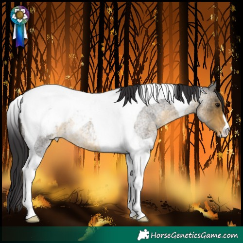 Horse Color:Buckskin Roan Tobiano Snowcap 