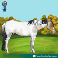 Horse Color:Buckskin Roan Tobiano Appaloosa