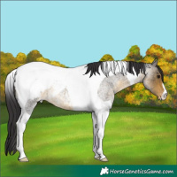 Horse Color:Buckskin Roan Tobiano Appaloosa 