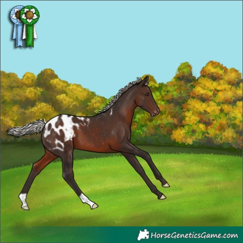 Horse Color:Silver Brown Appaloosa 