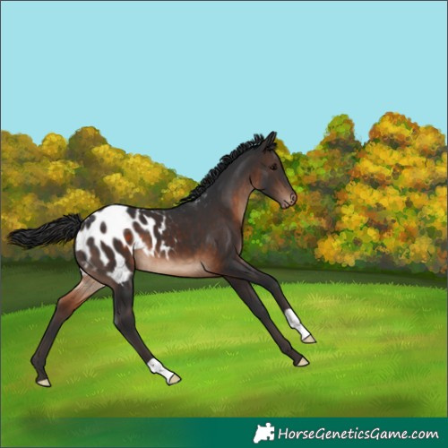 Horse Color:Brown Appaloosa 