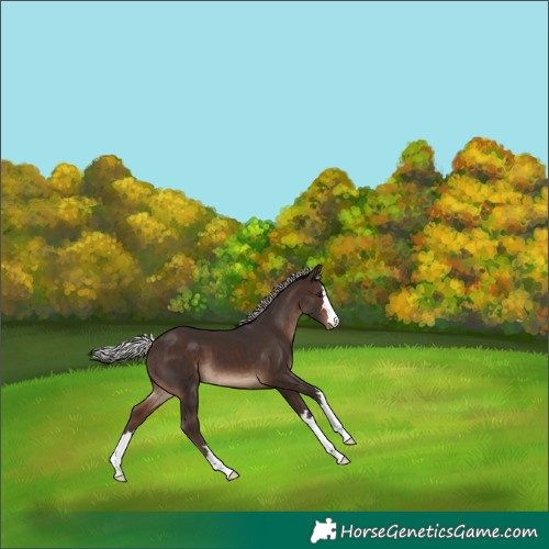 Horse Color:Silver Brown Varnish