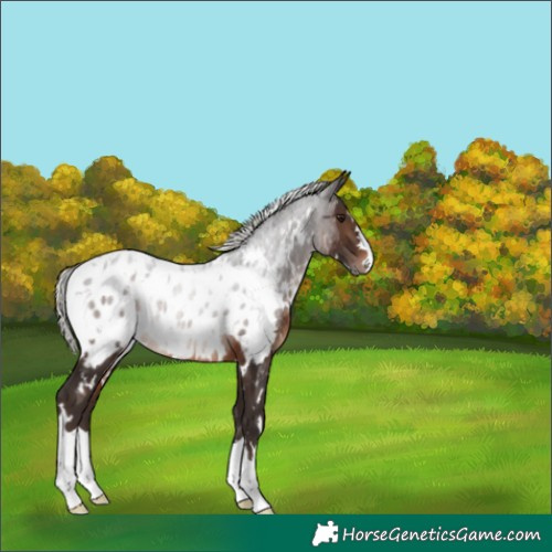 Horse Color:White Spotted Silver Brown Appaloosa