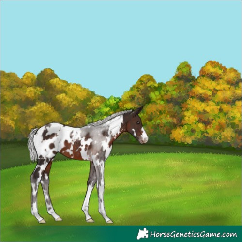 Horse Color:White Spotted Silver Brown Appaloosa 