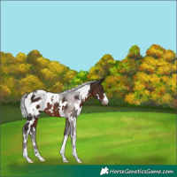 Horse Color:White Spotted Silver Brown Appaloosa