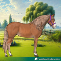 Horse Color:Chestnut Splash