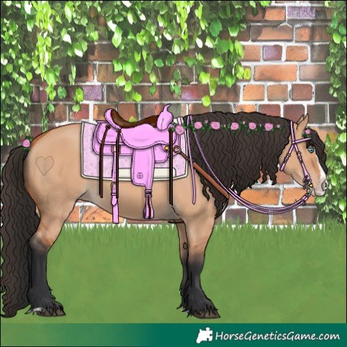 Horse Color:Bay Dun Splash 