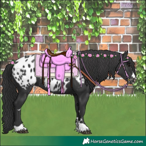 Horse Color:Black Appaloosa Rabicano 