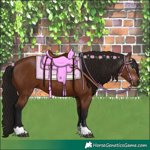 Horse Color:Gray Bay 