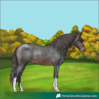 Horse Color:Brown Appaloosa