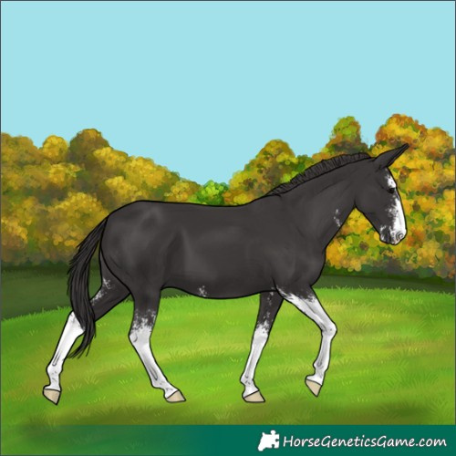 Horse Color:Smoky Black Mushroom Sabino 