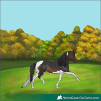 Horse Color:Brown Tobiano Rabicano