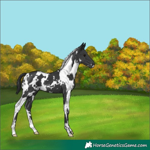 Horse Color:White Spotted Black 