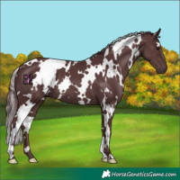 Horse Color:White Spotted Chocolate Black