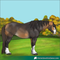 Horse Color:Buckskin 