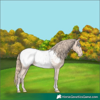 Horse Color:Smoky Creme Appaloosa