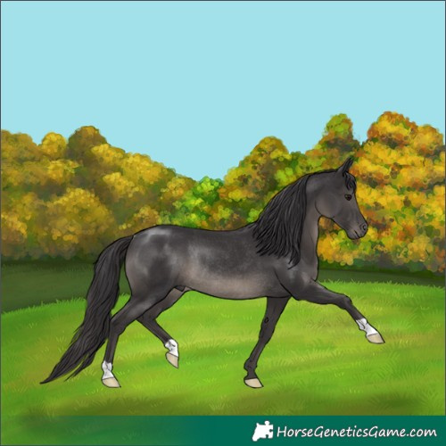 Horse Color:Smoky Black Rabicano 