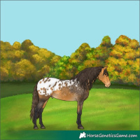 Horse Color:Buckskin Appaloosa