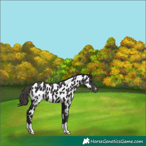 Horse Color:Smoky Black Appaloosa