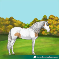 Horse Color:Palomino Splash Tobiano Rabicano 