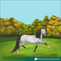 Horse Color:Smoky Blue Roan Varnish Rabicano